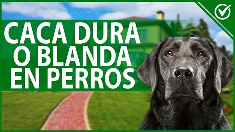 🐶 ¿por Qué Mi Perro Solo Hace Caca Dura O Caca Blanda ¿qué Significa