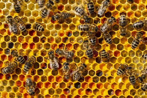 Néctar De Pólen De Flores E Mel Em Favos Harmonia De Cores Foto de