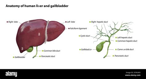 Estructura anatómica del hígado y la vesícula biliar Órgano del
