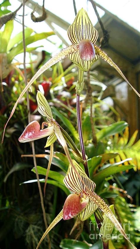 Orchids at Selby Gardens Photograph by Sheryl Unwin - Fine Art America