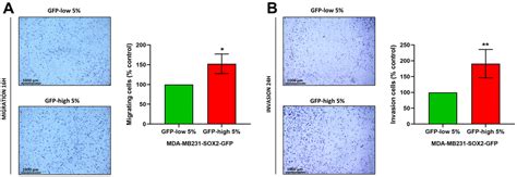 Sox2 High Cancer Cells Exhibit An Aggressive Phenotype With Increases