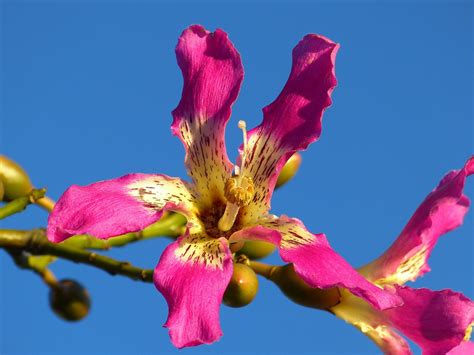 Download Free Photo Of Kapok Treeceiba Pentandrapochoteblossombloom