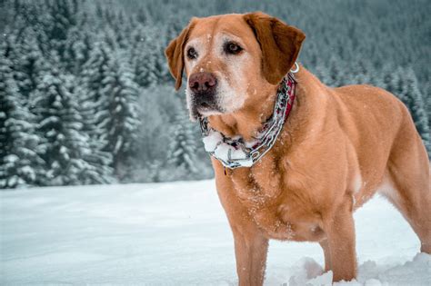 Come Proteggere Il Cane Dal Freddo Zampol La Protezione E