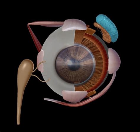 Anatomy Of The Lacrimal Apparatus Flashcards Quizlet