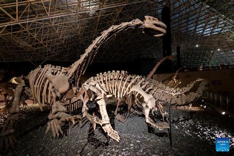 Dinosaurier Fossilien Im Chinesischen Yunnan Entdeckt China Org Cn