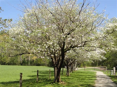 Adding Color To Your Landscape With Dogwood Trees - Paramount Landscaping