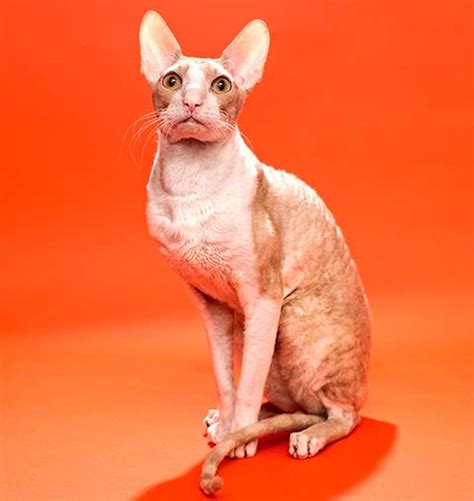 Kot Cornish Rex Rasowe Koty Domowe