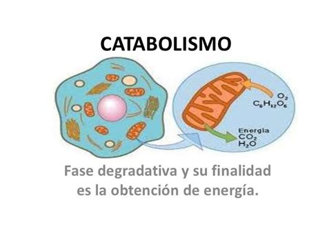 Anabolismo Y Catabolismo Mind Map