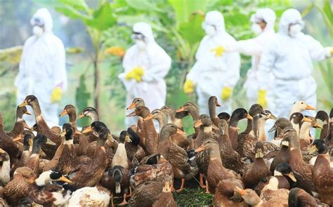 Bird Flu Outbreak In Two Panchayats In Kottayam Collector Orders Mass