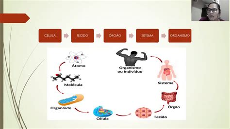 Atividades Sobre Niveis De Organiza O Dos Seres Vivos Roaredu