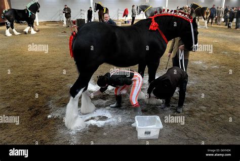 Shire Horse Society's National Show Stock Photo - Alamy