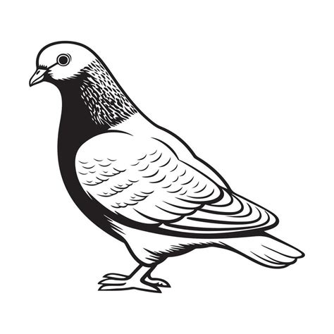 Pigeon Vector Art Icons And Graphics 40298851 Vector Art At Vecteezy