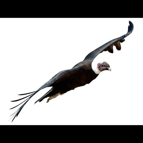 Andean Condor | Vultur gryphus | Species Guide | Birda