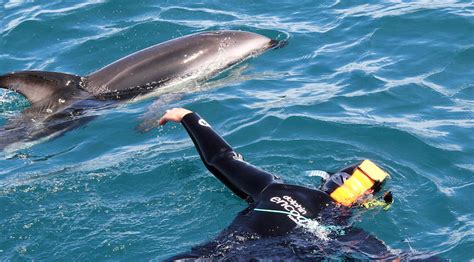 Activity Kaikoura Dolphin Encounter