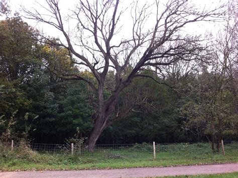 Zeer Oude Boom Holland Tree Trunk Trunks Plants The Nederlands