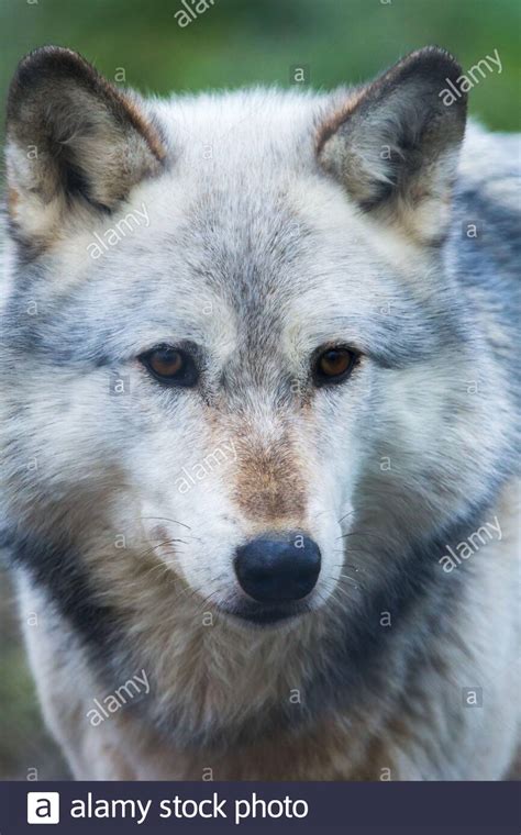 Grey captive Northwestern Wolf (Canis Lupus Occidentalis) also known as a Timber Wolf at the UK ...