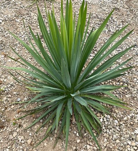 Yucca Filamentosa Ivory Tower Ivory Tower Adam S Needle