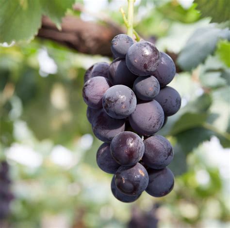 10 Different Types of Grapes to Pick at the Grocery Store