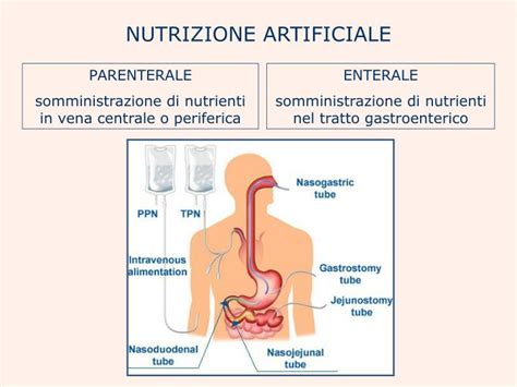 Ppt Il Percorso Nutrizionale Counseling Integratori Orali E