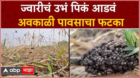 Parbhani Crop Loss अवकाळीने काढणीला आलेल्या ज्वारीचे नुकसानशेतकऱ्यांचं नुकसान Youtube