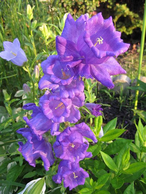 Campanella Bell Flower In The Golden Hour Photograph by Elisabeth Ann ...