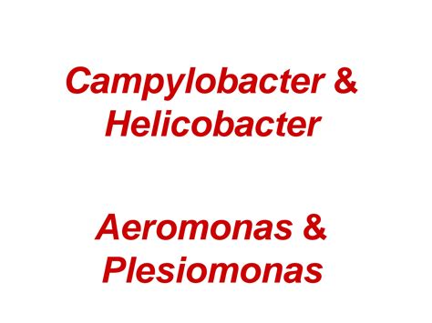 SOLUTION Lecture 21 22 Campylobacter Helicobacter Aeromonas Studypool