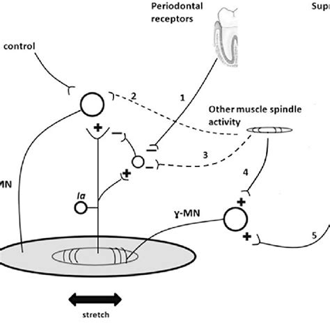 Pdf Standardization Of The Jendrassik Maneuver In Achilles Tendon Tap Reflex