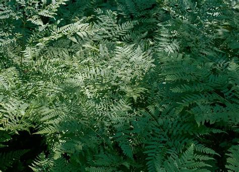 7 Heat Tolerant Ferns That Love The Sun In 2021 Evergreen Ferns