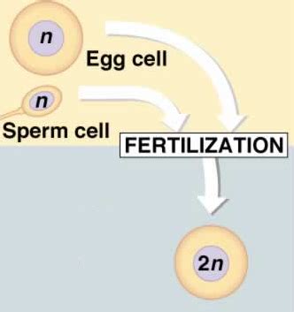 Biology Characteristics Of Life Flashcards Quizlet