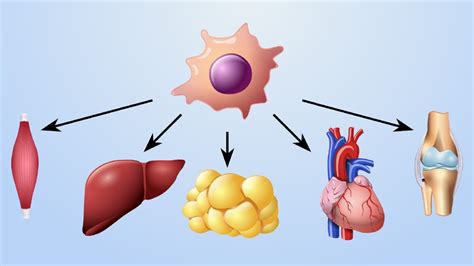 mechanism  action  cell based therapies