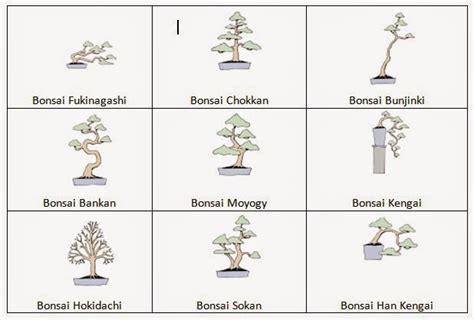 Bentuk Dasar Bonsai Jepang Paling Bagus Gema Pertanian