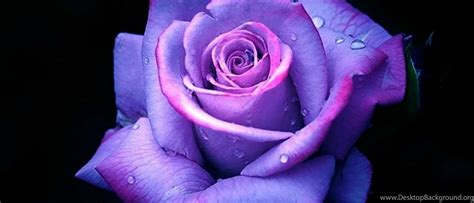 Blue And Purple Roses Wallpapers 4k Hd Blue And Purple Roses