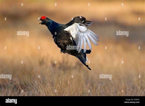 Black Grouse Lyrurus Tetrix Tetrao Tetrix Male Displaying By