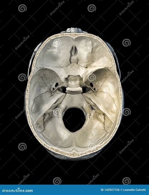 human skull transversal cross section viewed  top stock