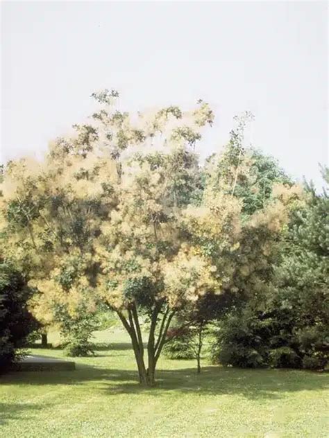 Cotinus obovatus - Structure Landscapes