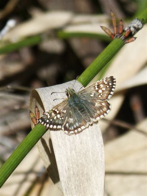 Fotos Gratis Rama Ala Fotograf A Flor Verde Insecto Polilla