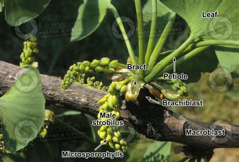 Ginkgo Biloba Male Strobilus Male Strobilus Ginkgo Biloba Ginkgophyta Ginkgo Botany