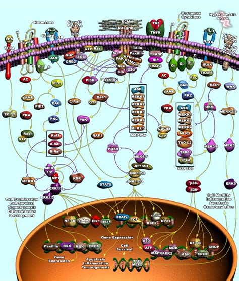 Mapk Signaling Pathway Raybiotech