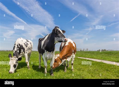 Three Dutch Cows In The Farmland Near Groningen Netherlands Stock