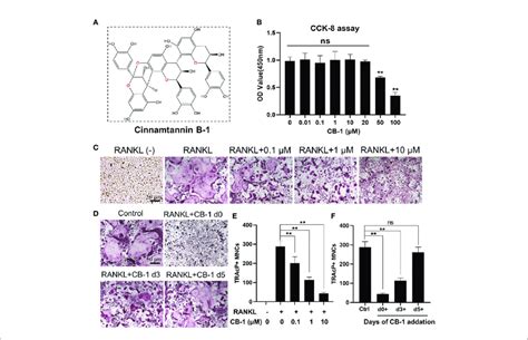 CB 1 Suppressed RANKL Induced Osteoclastogenesis A The Chemical