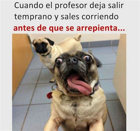 Pin De JuakoSVQ En Memes Perro Pug Bebes Pugs Adorables Perros Pug