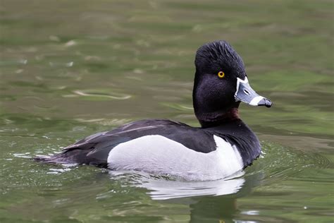 Ring-necked Duck | Audubon Field Guide