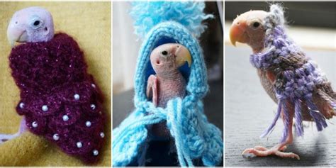 Knitted Sweaters For Rhea The Naked Lovebird