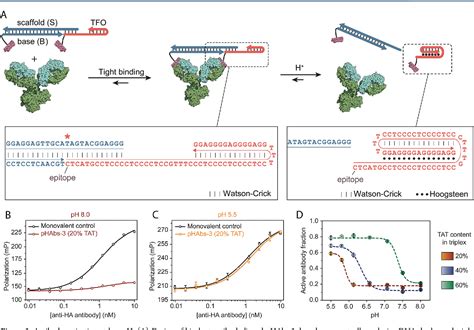 Figure 3 From Programmable Bivalent Peptidedna Locks For Ph Based