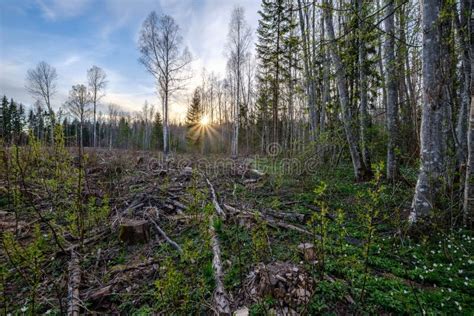 Birch and Aspen Tree Grow in Spring with First Leaves Hatching Stock ...