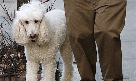 The Cannes Festival Crowns the Top Pooch With Its Palm Dog Award