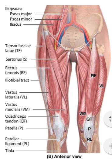 Anatomy - Hip muscles Flexion Diagram | Quizlet