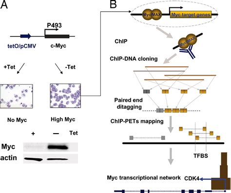 Global Mapping Of C Myc Binding Sites And Target Gene Networks In Human