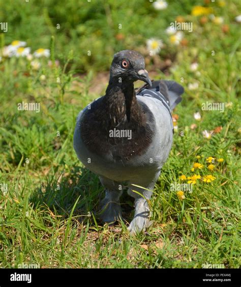 Rainbow Pigeon Hi Res Stock Photography And Images Alamy