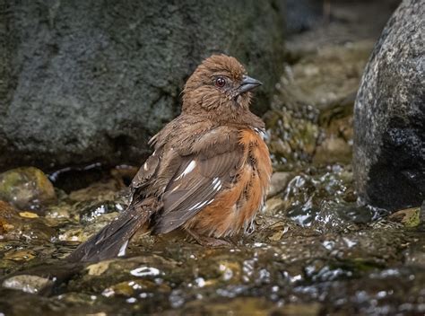 Eastern Towhee - Owen Deutsch Photography